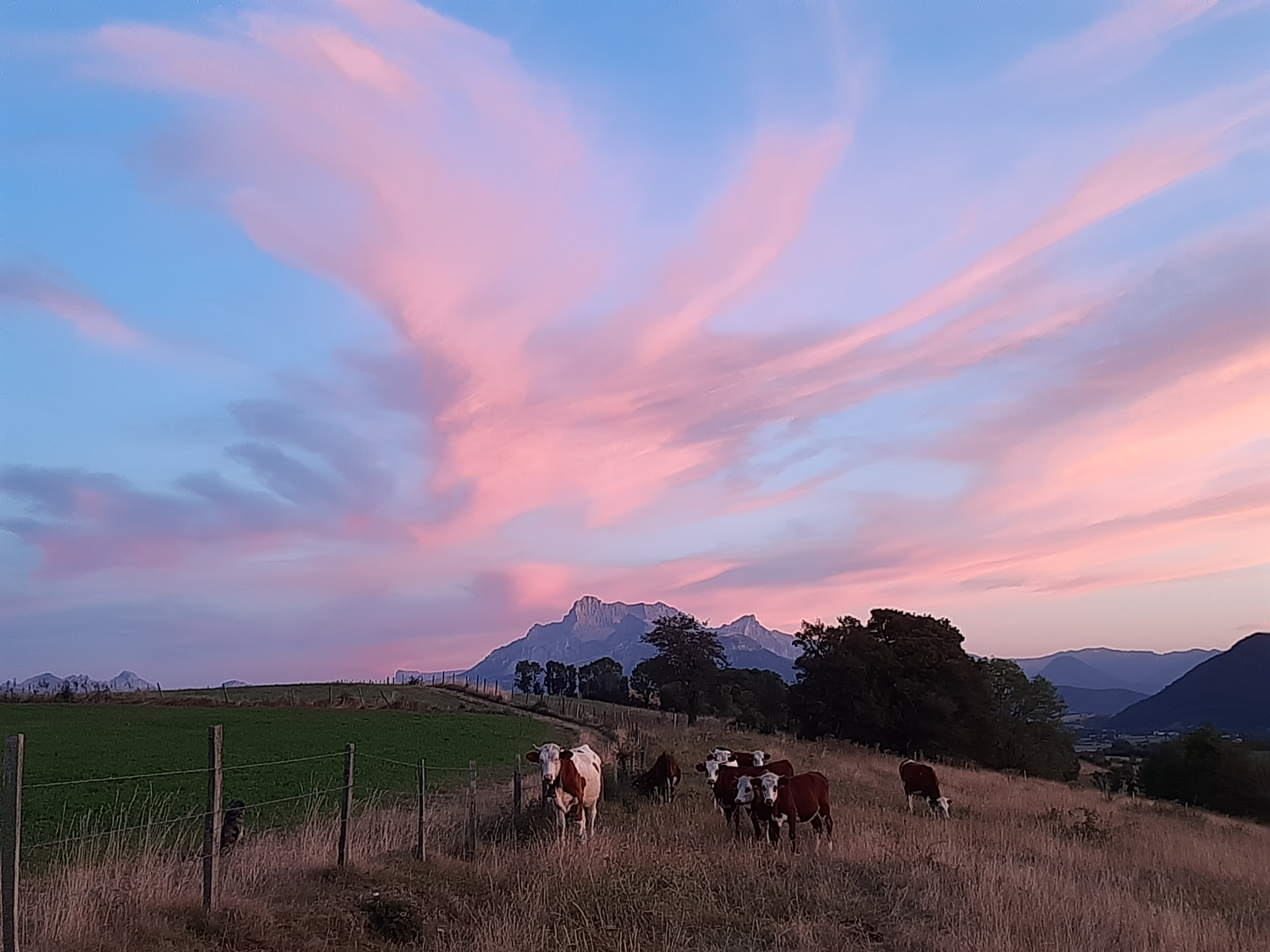 Troupeau GAEC Normand